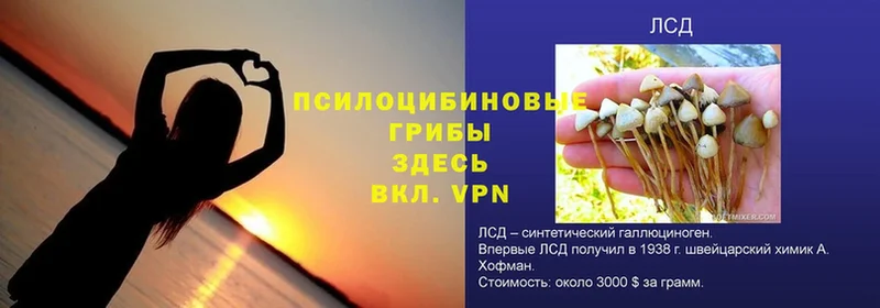 Галлюциногенные грибы GOLDEN TEACHER  Козловка 